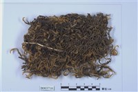 藏品(蔓苔科)的圖片